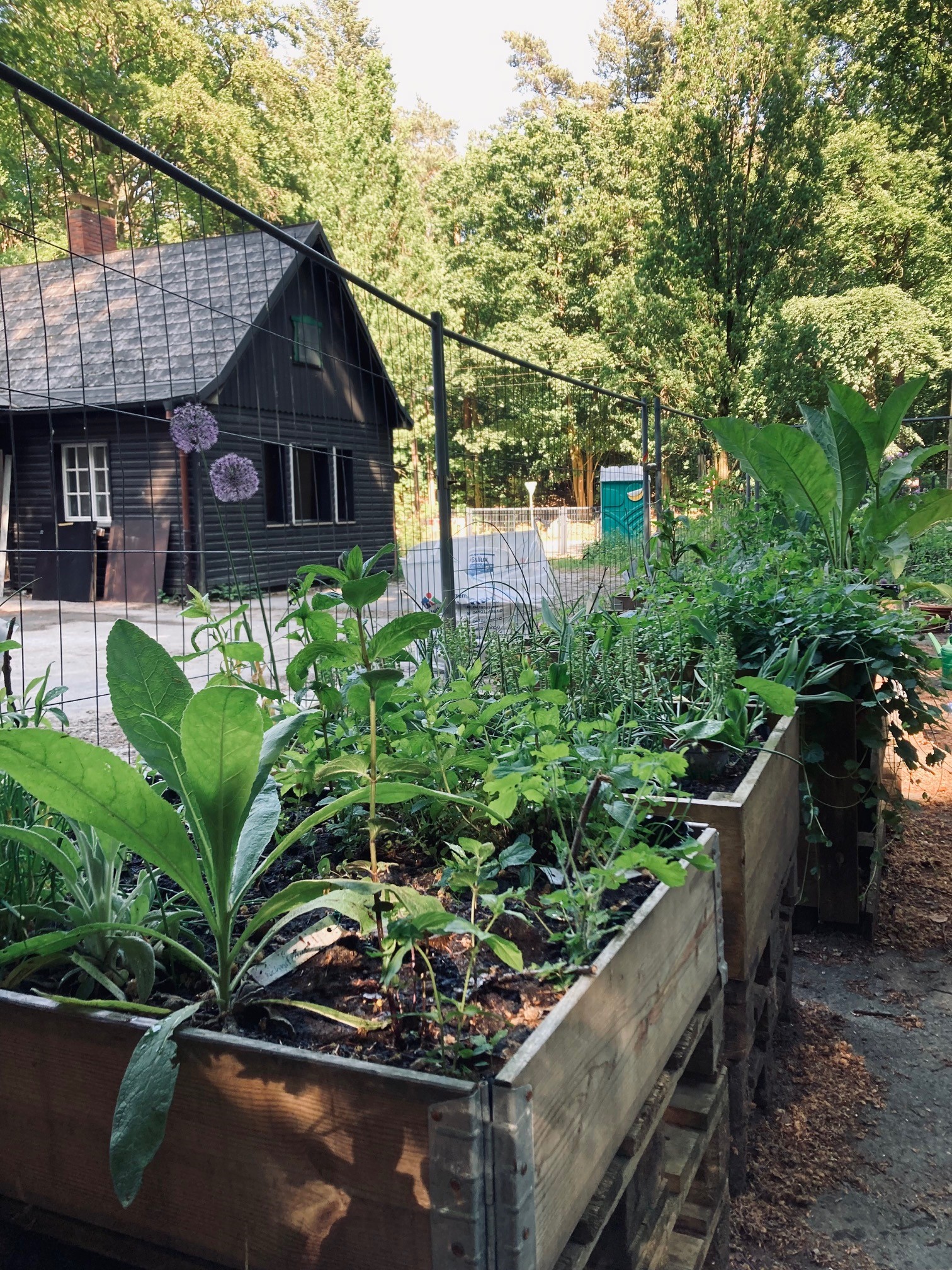 Offener Heilgarten am Langen Tag der Stadtnatur