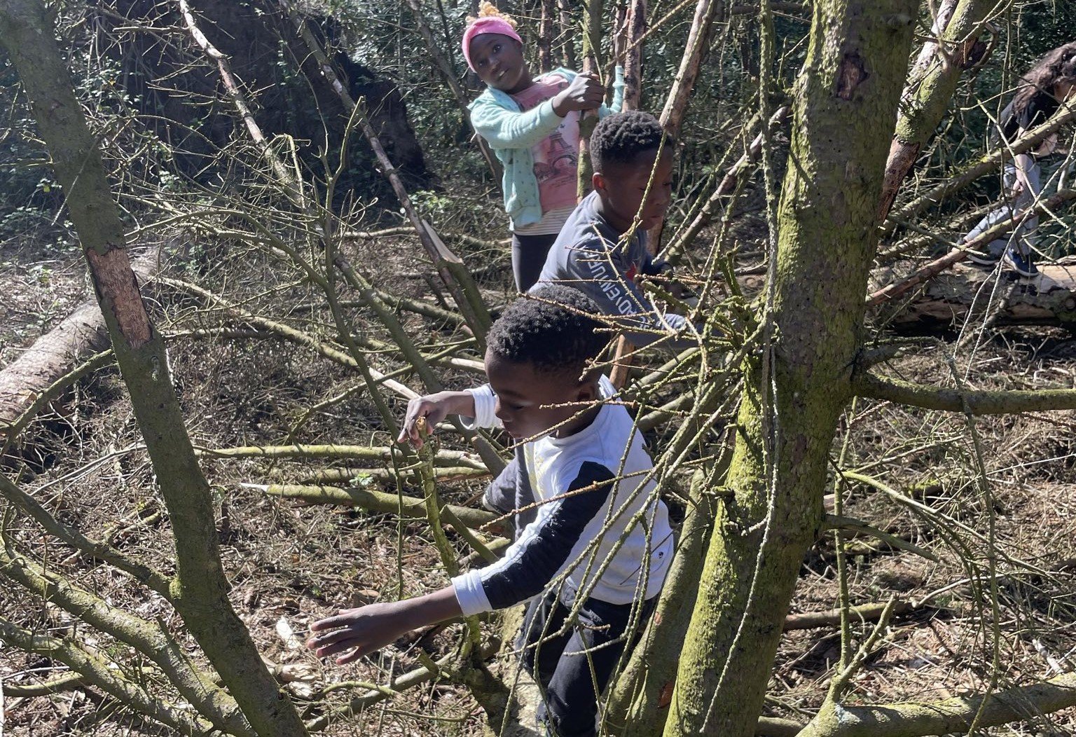 Kinder klettern zwischen Ästen im Wald des Volksparks Altona